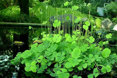 Tứ diệp thảo